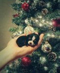 A Puppy's first Christmas - Imgur.jpg
