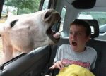funny_picture_kid_and_animal.jpg