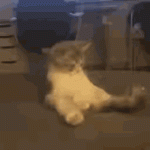 Kitty erect.gif