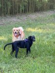 IMG_4175.jpeg
