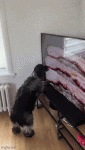daily_gifdump_5013_06.gif