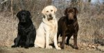 labrador-color-inheritance.jpg