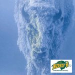 NDSU Bison.jpg