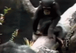 1743820834651.gif