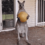 1000008493.gif