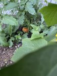 IMG_7727.jpeg