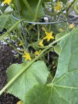 IMG_7729.jpeg
